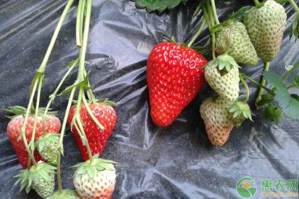 中后期草莓园的种植管理要点
